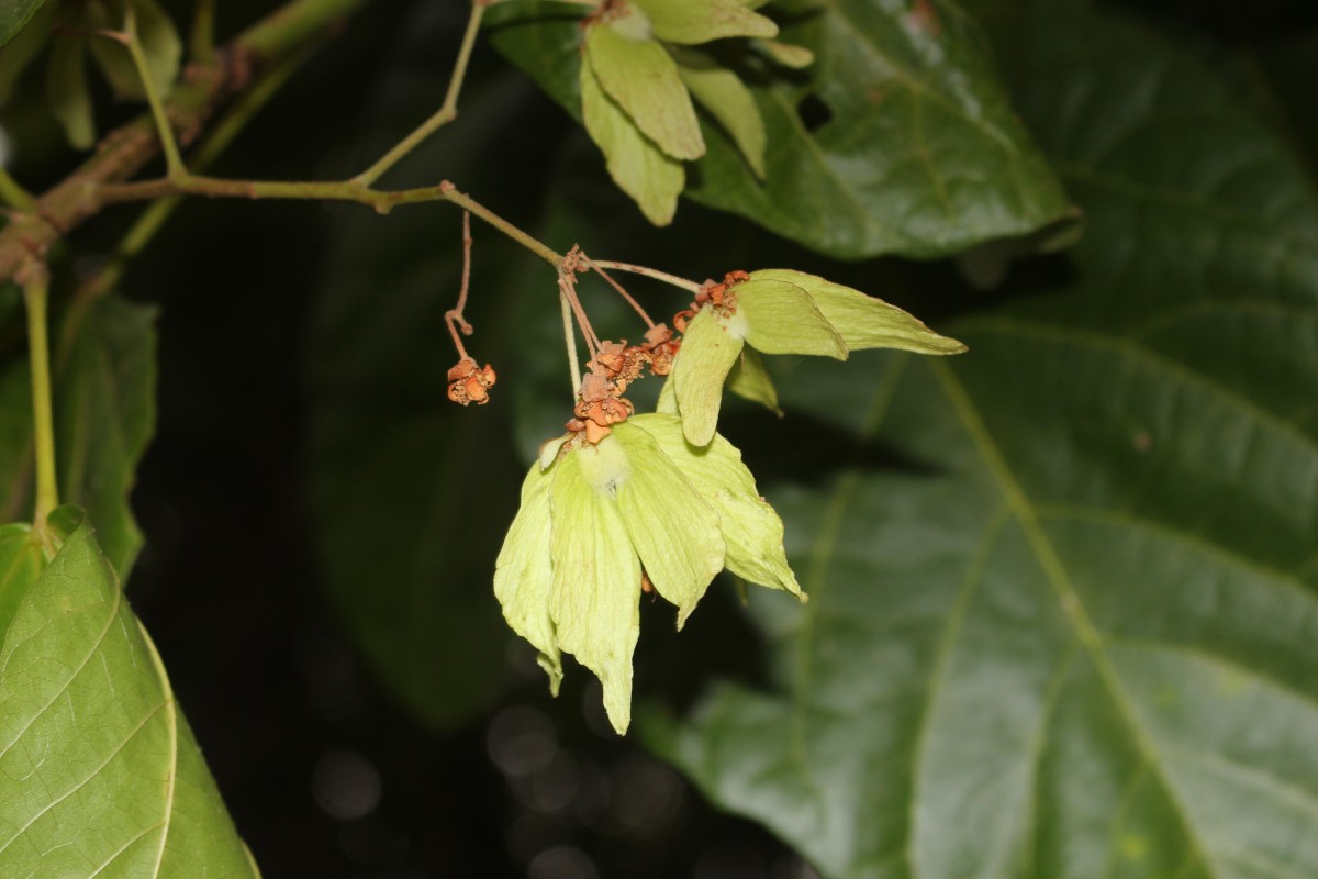 Berrya cordifolia (Willd.) Burret